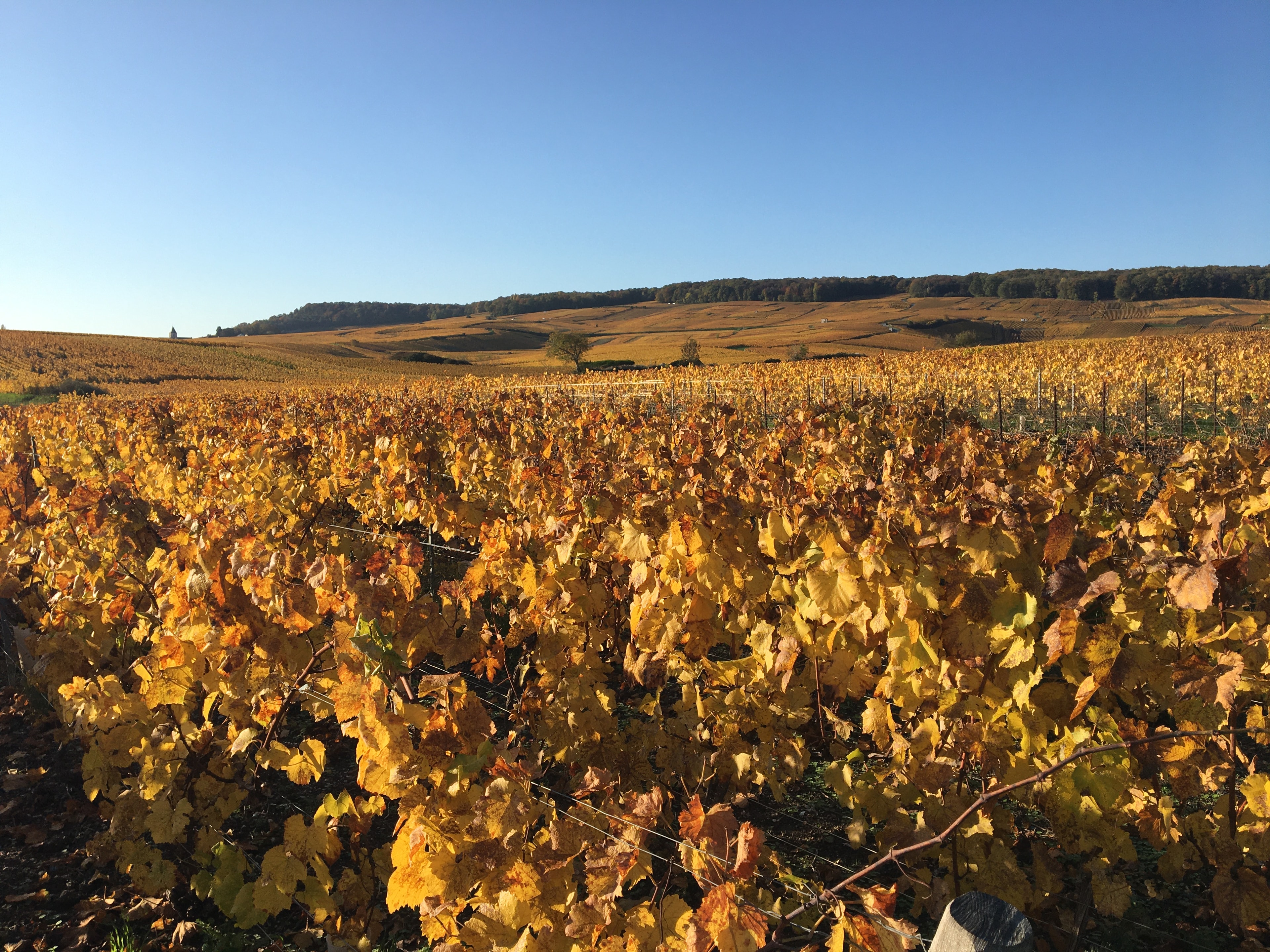 Champagne Carouge-Cireddu — Flavigny